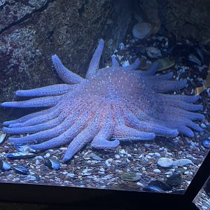Sunflower Star