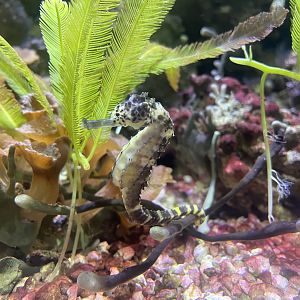 Tiger Tail Seahorse