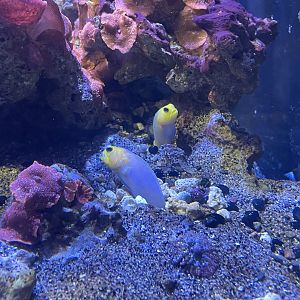 Yellowhead Jawfish