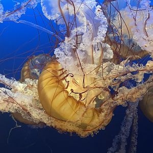 West Coast Sea Nettle