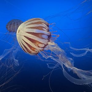West Africa Sea Nettle