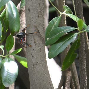 Fiddler crab in tree