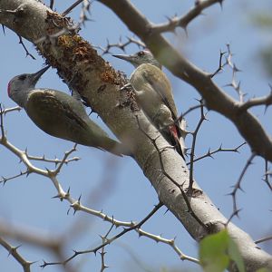 African grey woodpeckers