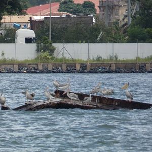 Pink-backed pelicans