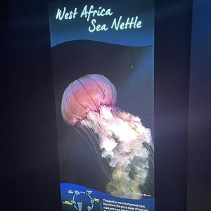 West Africa Sea Nettle Signage