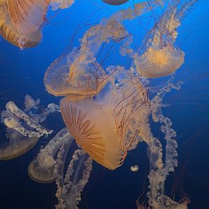 South American Sea Nettle