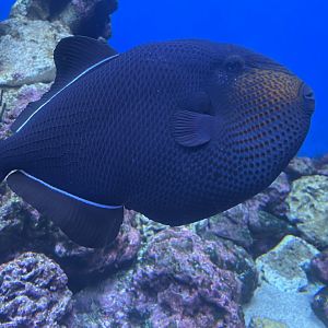 Black Triggerfish