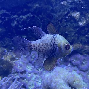 Pajama Cardinalfish