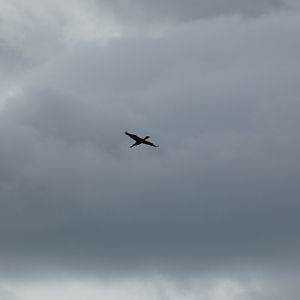 Long-tailed cormorant