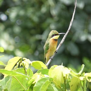 Little bee-eater