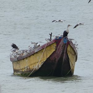 Cormorants and gulls on a boat