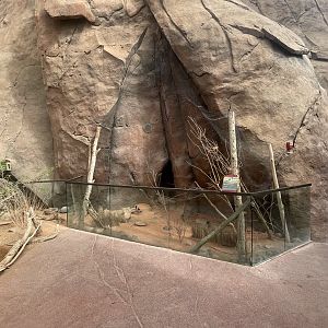 Blacksmith Lapwing Exhibit