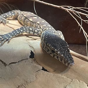 Perentie Juvenile
