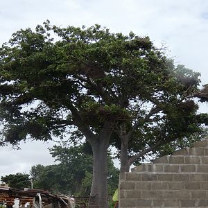 White-billed buffalo weaver nesting tree