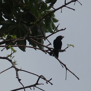 White-billed buffalo weaver