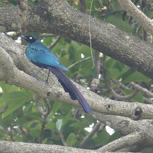 Long-tailed glossy starling