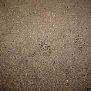 Huntsman spider