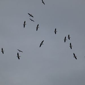 Pelicans flying