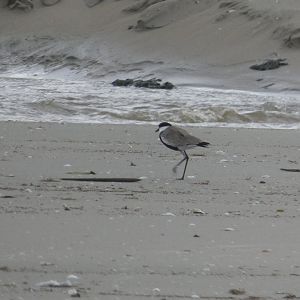 Spur-winged lapwing