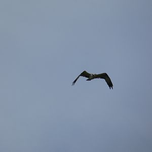 Osprey
