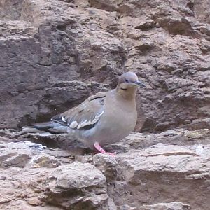 White-winged Dove