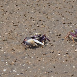 Fiddler crab