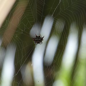 Spiny orb weaver