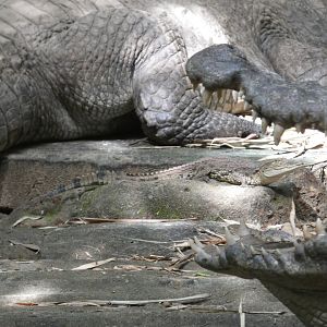 West African crocodile juvenile