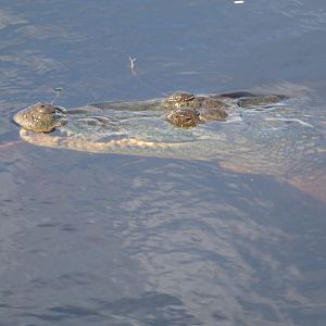 West African crocodile