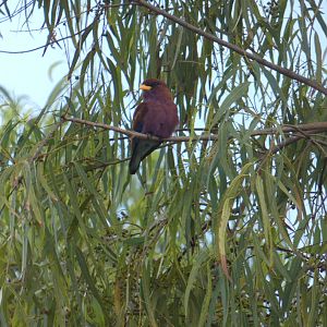 Broad-billed roller