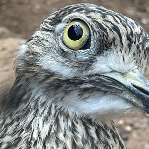Spotted Thick-knee