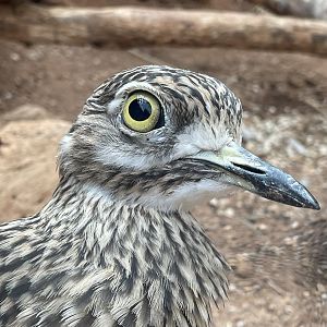 Spotted Thick-knee