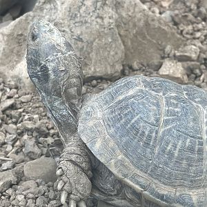 Sonoran Box Turtle