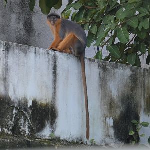 Temminck's red colobus