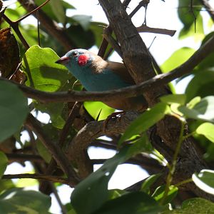 Red-cheeked cordon-bleu