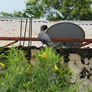 Western plantain-eater