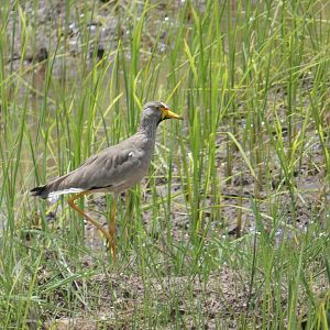 African wattled lapwing