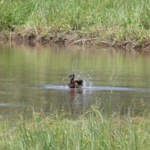 White-faced whistling duck
