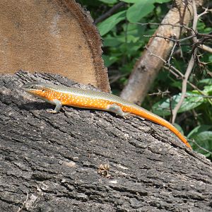 Orange-flanked skink