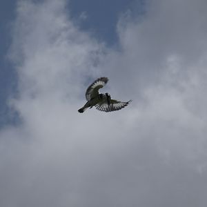 Pied kingfisher