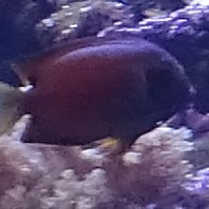 Unknown surgeonfish/tang