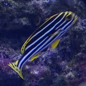 Plectorhinchus diagrammus or P. vittatus??