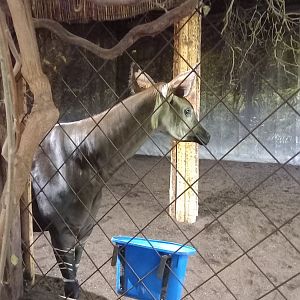 Okapi
