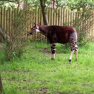 Okapi