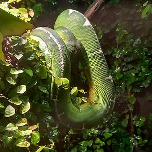 Emerald Tree Boa
