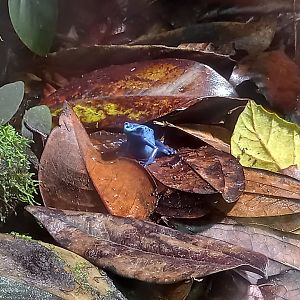 Blue Poison Dart Frog