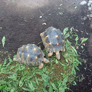Radiated Tortoises