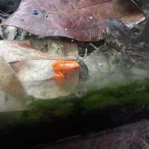 Golden Mantella