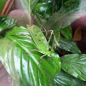 Leaf Katydid