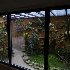 South American mixed species display.